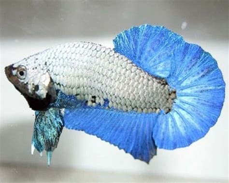8 Rarest Betta Fish Colors Ever .